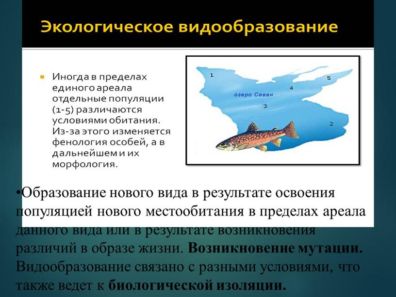 Образование нового вида в результате освоения популяцией нового местообитания в пределах ареала данного вида или в результате возникновения различий в образе жизни