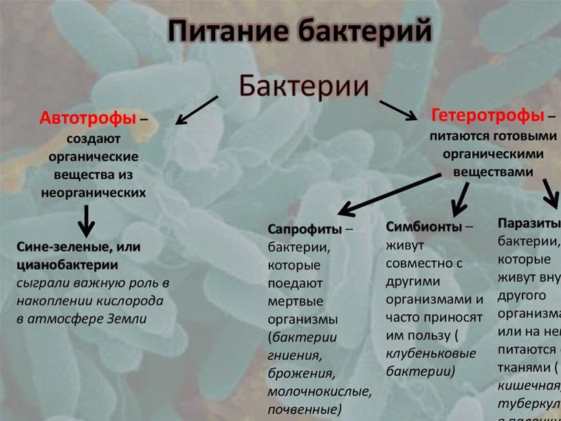 Презентация по биологии в 7 классе по теме "Бактерии"