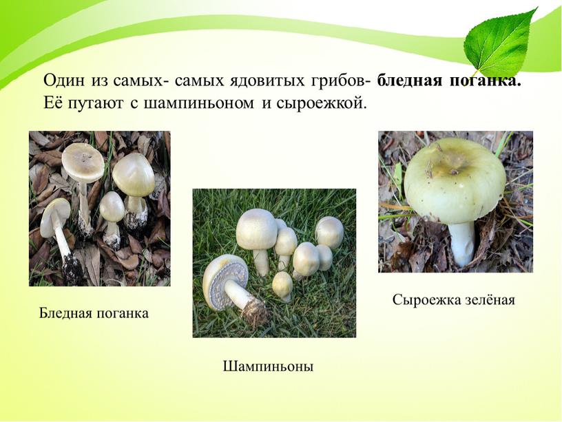 Один из самых- самых ядовитых грибов- бледная поганка