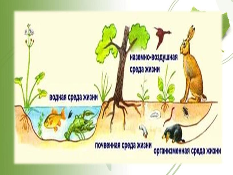 Презентация"Среда обитания живых организмов. Негативные факторы влияния на среды обитания "