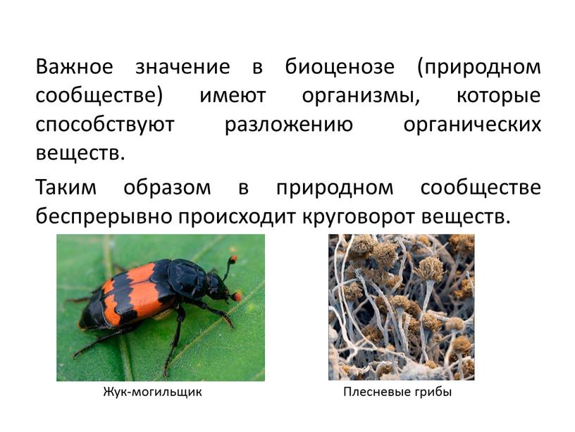 Важное значение в биоценозе (природном сообществе) имеют организмы, которые способствуют разложению органических веществ