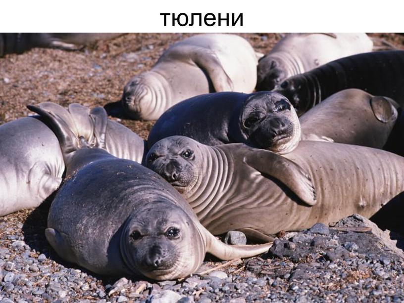 тюлени