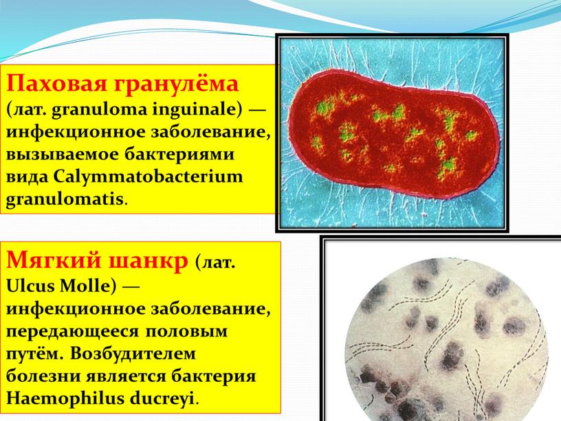 Паховая гранулёма (лат. granuloma inguinale) — инфекционное заболевание, вызываемое бактериями вида