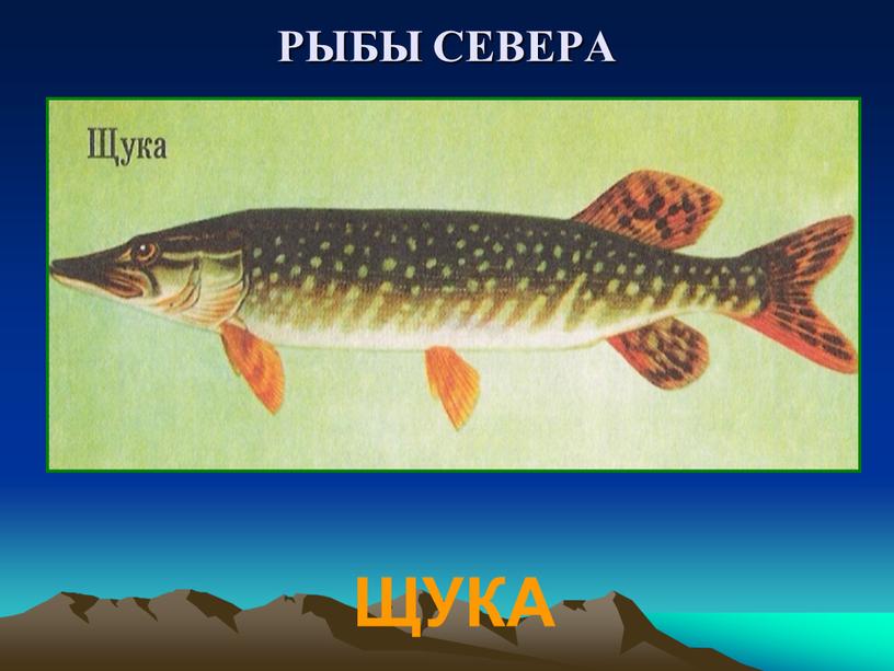 РЫБЫ СЕВЕРА ЩУКА