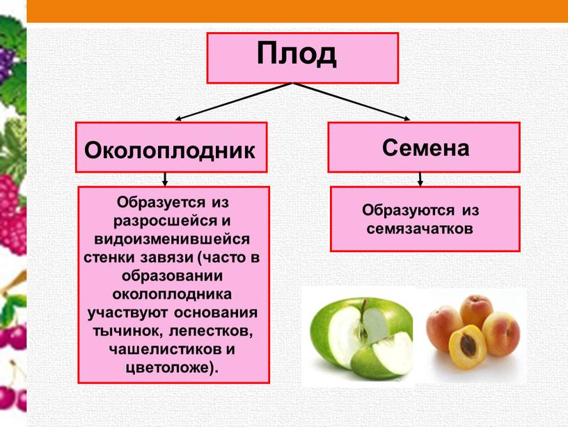 Плод Околоплодник Семена Образуется из разросшейся и видоизменившейся стенки завязи (часто в образовании околоплодника участвуют основания тычинок, лепестков, чашелистиков и цветоложе)