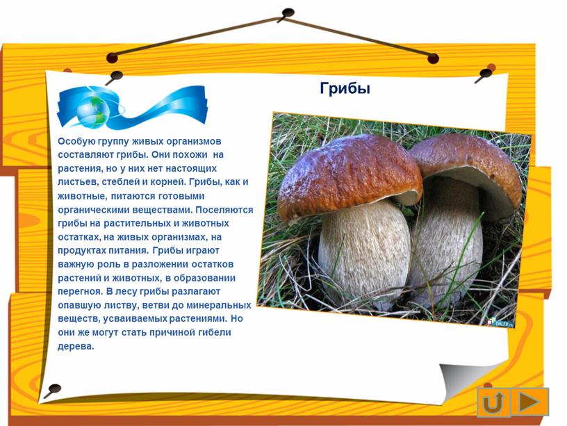 Грибы Особую группу живых организмов составляют грибы