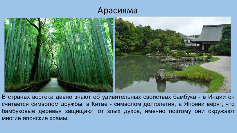 Арасияма В странах востока давно знают об удивительных свойствах бамбука - в