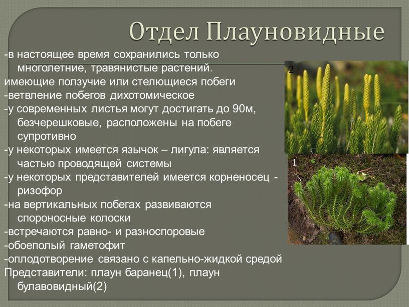 Отдел Плауновидные -в настоящее время сохранились только многолетние, травянистые растений