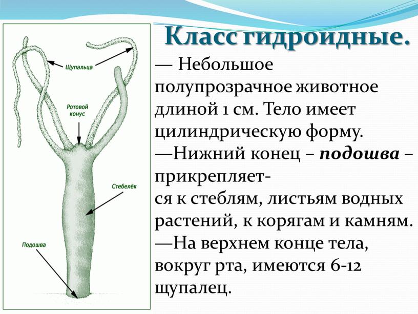 Класс гидроидные. — Небольшое полупрозрачное животное длиной 1 см