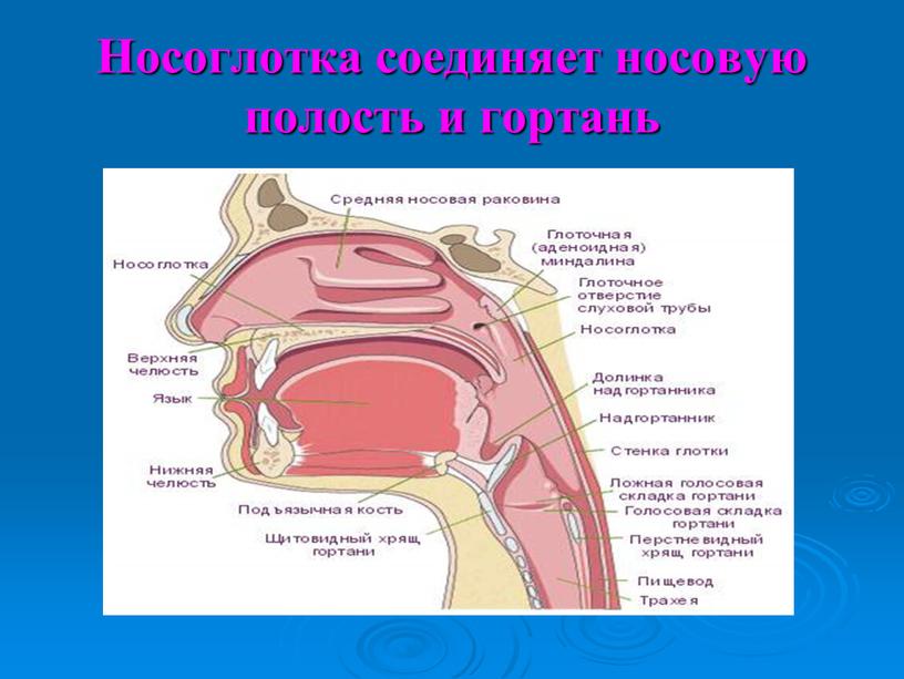 Носоглотка соединяет носовую полость и гортань