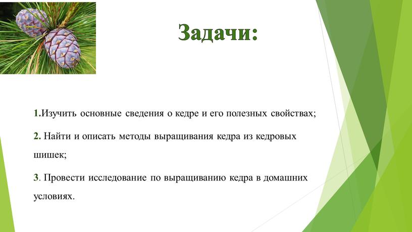 Задачи: 1. Изучить основные сведения о кедре и его полезных свойствах; 2