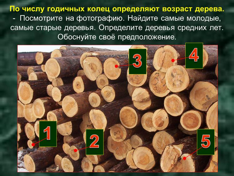 По числу годичных колец определяют возраст дерева