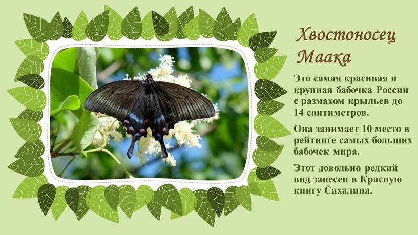 Хвостоносец Маака Это самая красивая и крупная бабочка