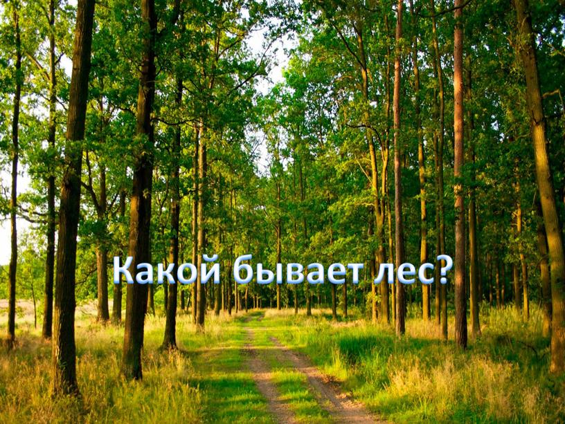 Какой бывает лес?