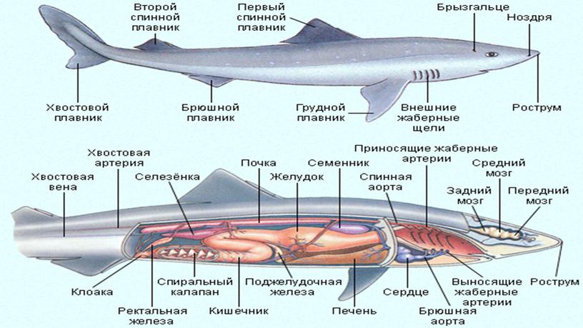 Сравнительная характеристика костных и хрящевых рыбы