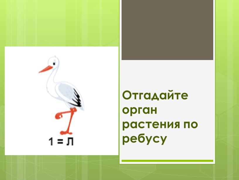 Отгадайте орган растения по ребусу