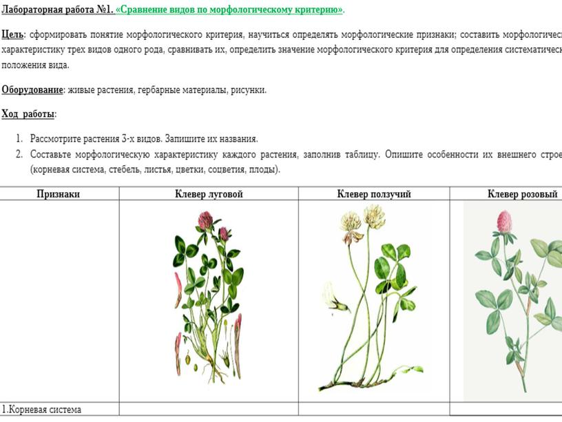 Презентация к уроку :Тема урока : Популяция как элементарная единица вида и эволюции. Лабораторная работа № 1 «Сравнение видов по морфологическому критерию»