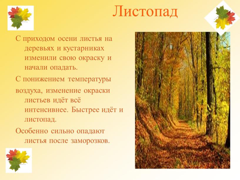 Листопад С приходом осени листья на деревьях и кустарниках изменили свою окраску и начали опадать