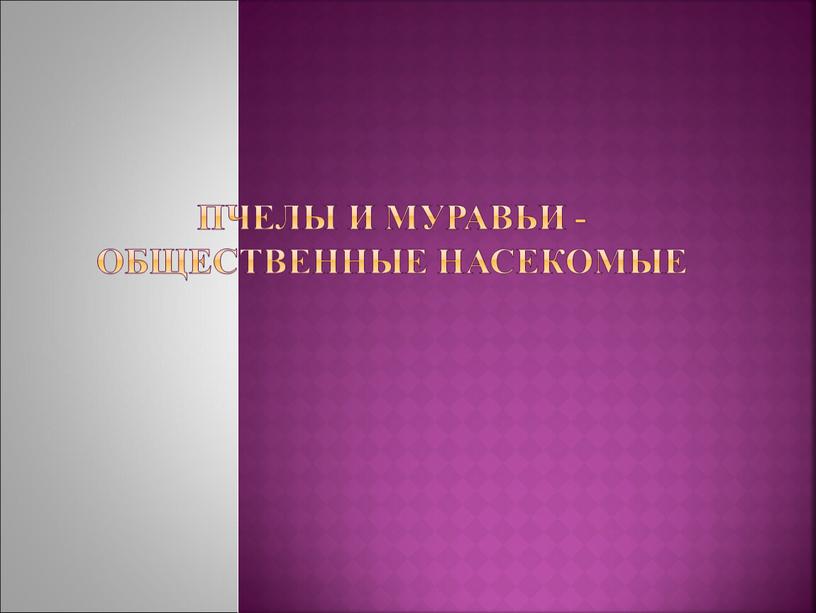 Пчелы и муравьи -общественные насекомые