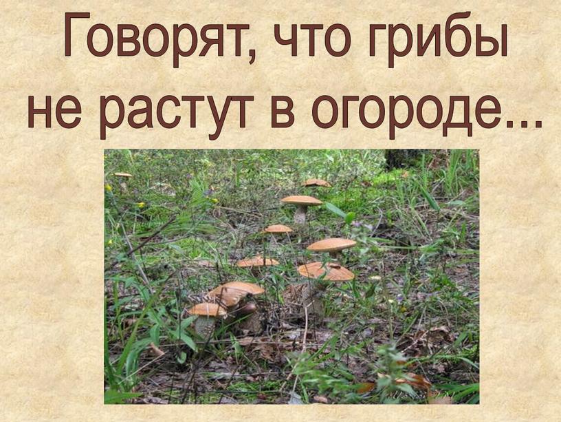 Говорят, что грибы не растут в огороде