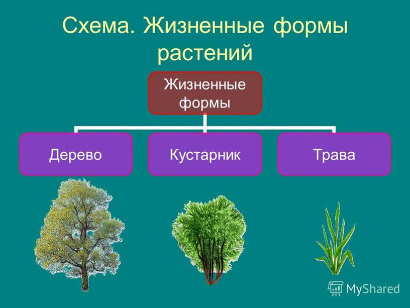 Царство растений картинка