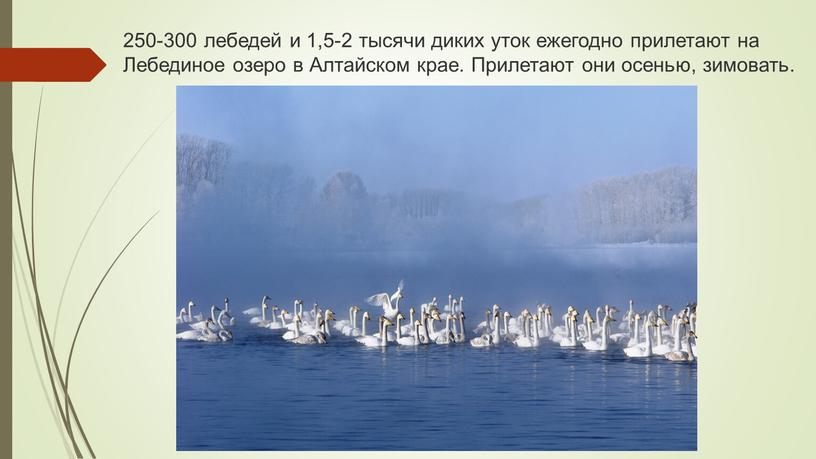 Лебединое озеро в Алтайском крае
