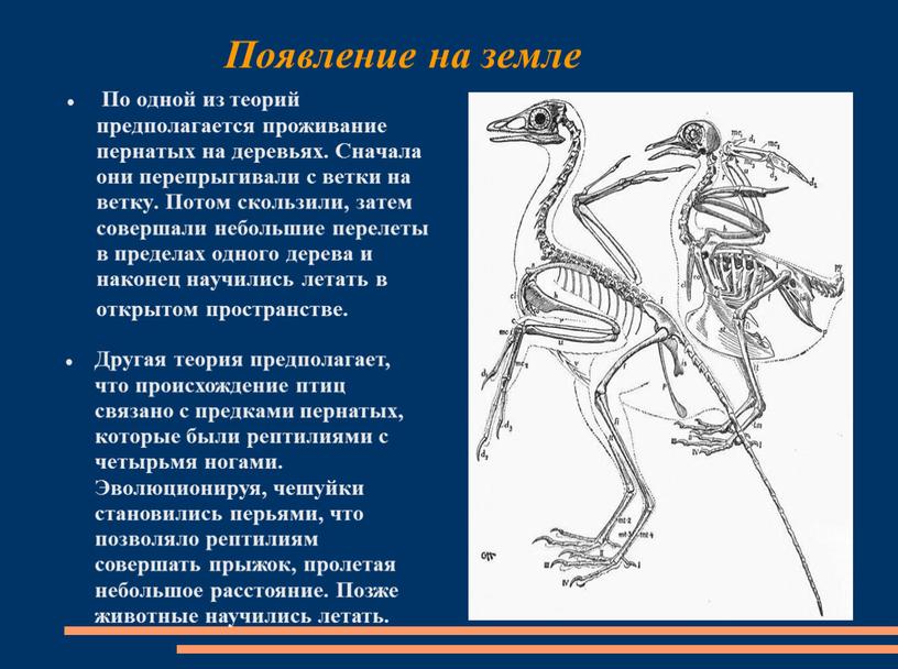 Появление на земле По одной из теорий предполагается проживание пернатых на деревьях