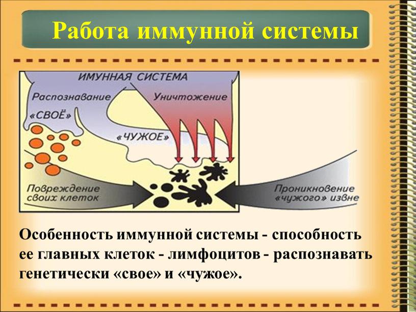 Работа иммунной системы Особенность иммунной системы - способность ее главных клеток - лимфоцитов - распознавать генетически «свое» и «чужое»