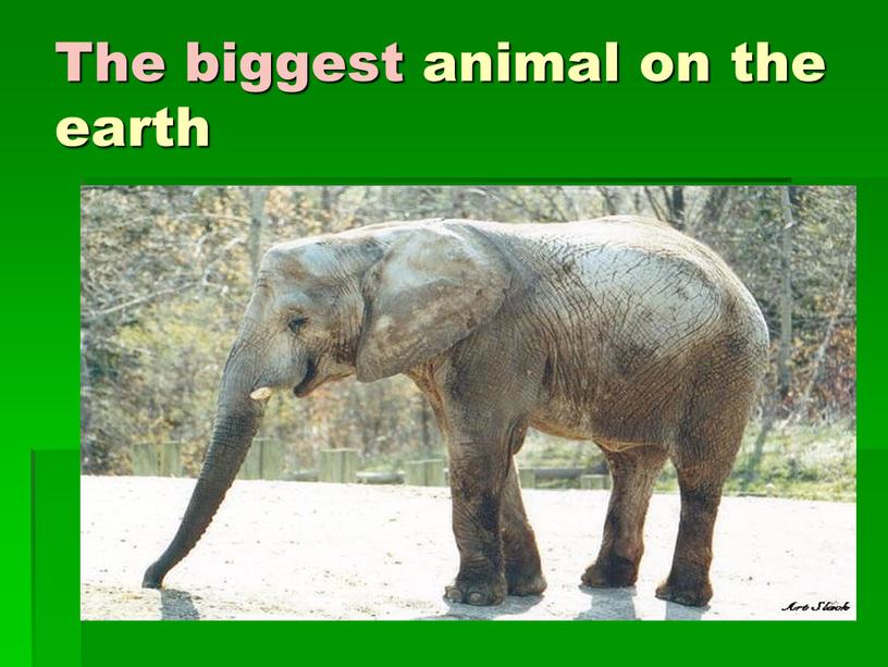 The biggest animal on the earth