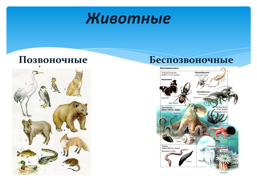 Животные Позвоночные Беспозвоночные