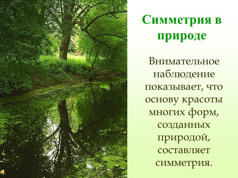 Симметрия в природе Внимательное наблюдение показывает, что основу красоты многих форм, созданных природой, составляет симметрия