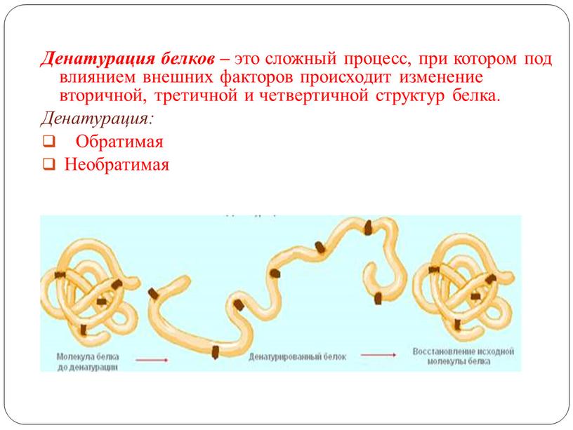 Денатурация белков – это сложный процесс, при котором под влиянием внешних факторов происходит изменение вторичной, третичной и четвертичной структур белка