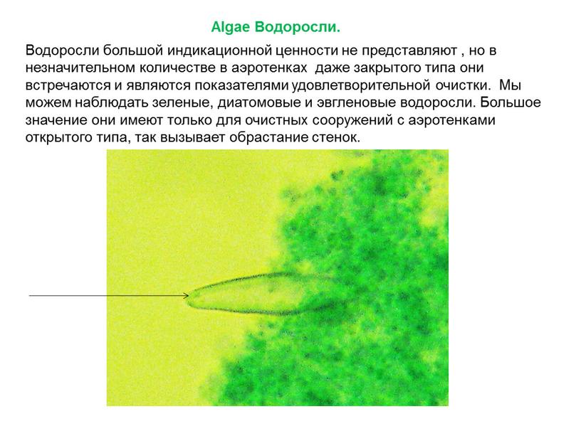 Algae Водоросли. Водоросли большой индикационной ценности не представляют , но в незначительном количестве в аэротенках даже закрытого типа они встречаются и являются показателями удовлетворительной очистки