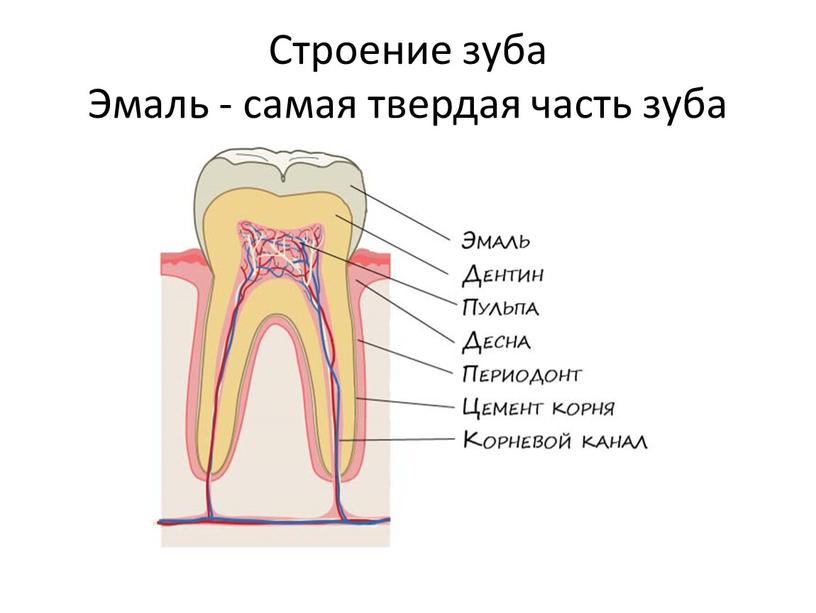 Строение зуба Эмаль - самая твердая часть зуба