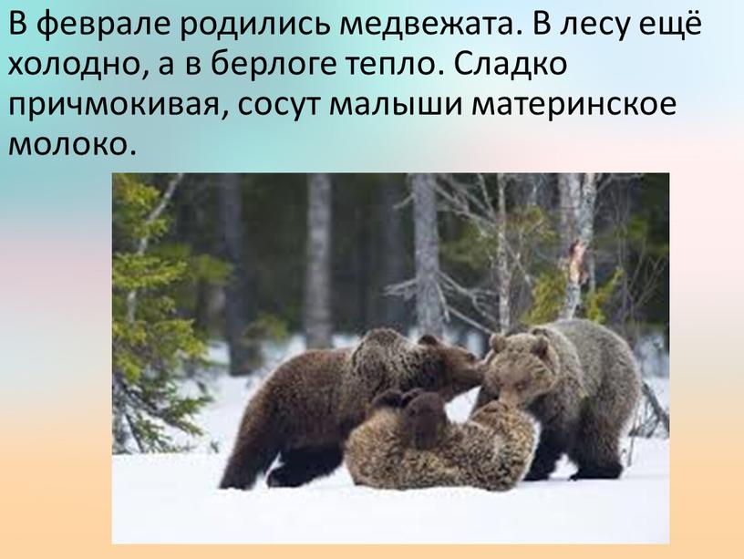 В феврале родились медвежата. В лесу ещё холодно, а в берлоге тепло