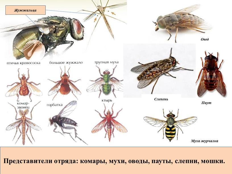 Жужжальца Представители отряда: комары, мухи, оводы, пауты, слепни, мошки