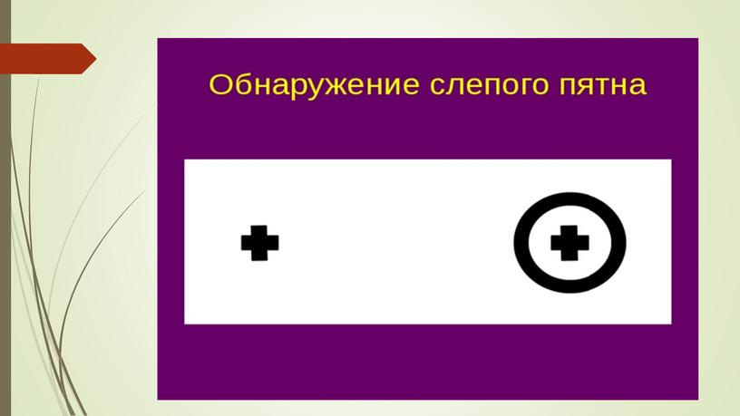 Презентация  к уроку "Глаз как орган зрения и оптическая система"