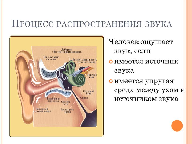 Процесс распространения звука Человек ощущает звук, если имеется источник звука имеется упругая среда между ухом и источником звука