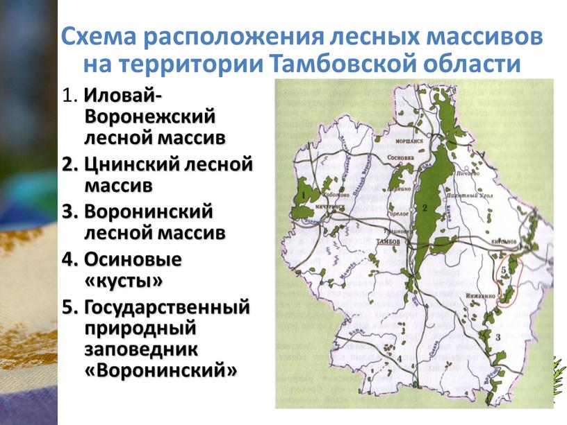 Лекарственные растения тамбовской области презентация