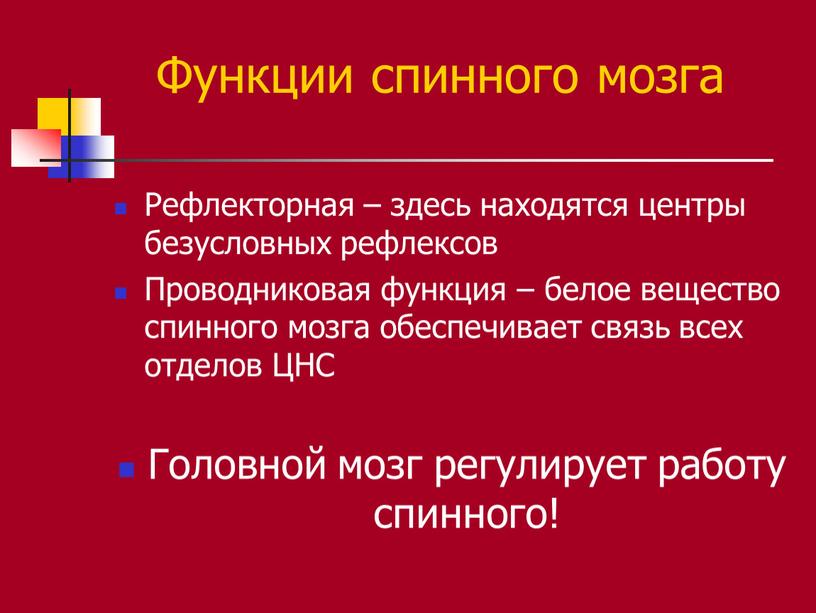 Функции спинного мозга Рефлекторная – здесь находятся центры безусловных рефлексов