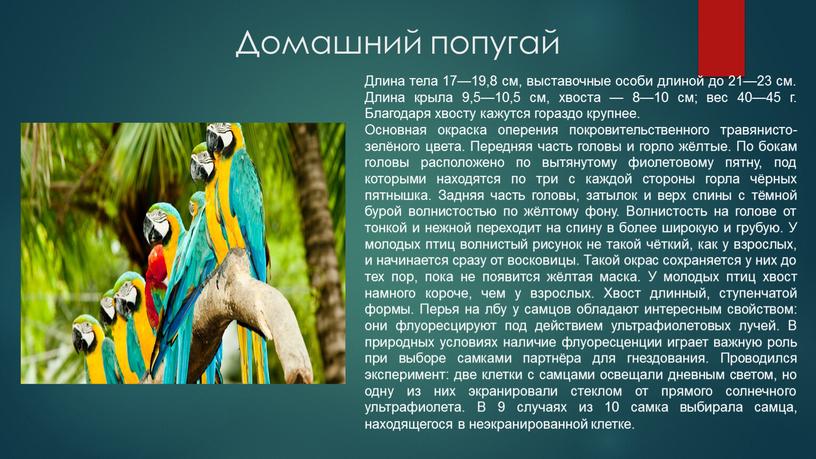 Домашний попугай Длина тела 17—19,8 см, выставочные особи длиной до 21—23 см