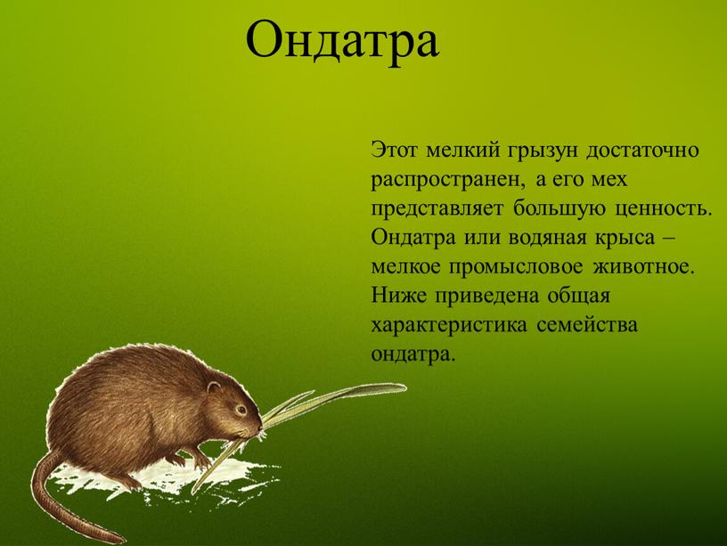 Ондатра Этот мелкий грызун достаточно распространен, а его мех представляет большую ценность