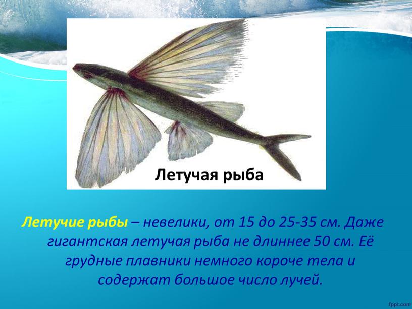 Летучие рыбы – невелики, от 15 до 25-35 см