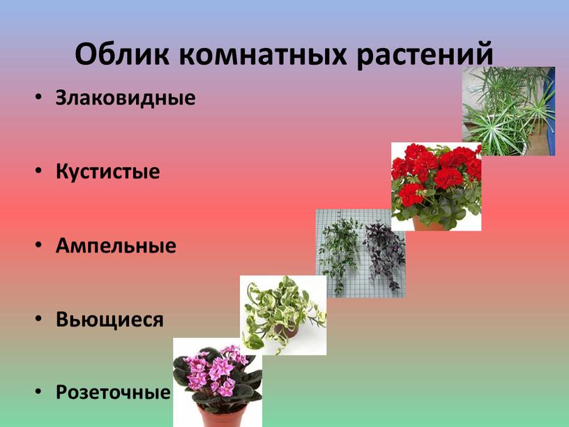 Облик комнатных растений Злаковидные