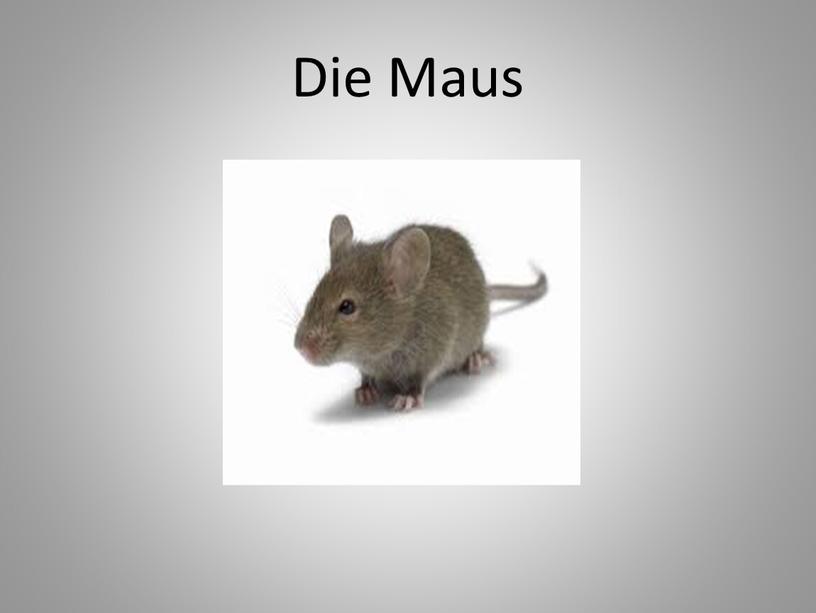 Die Maus