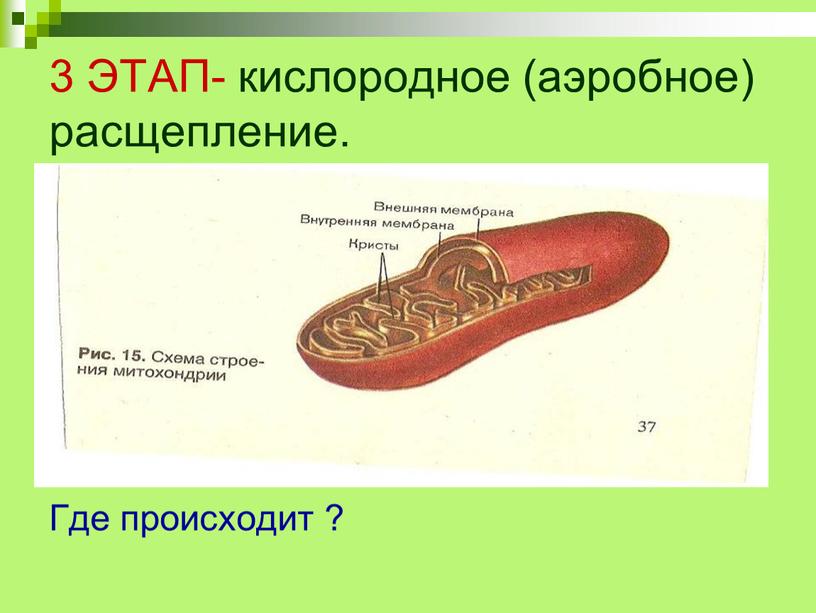 ЭТАП- кислородное (аэробное) расщепление