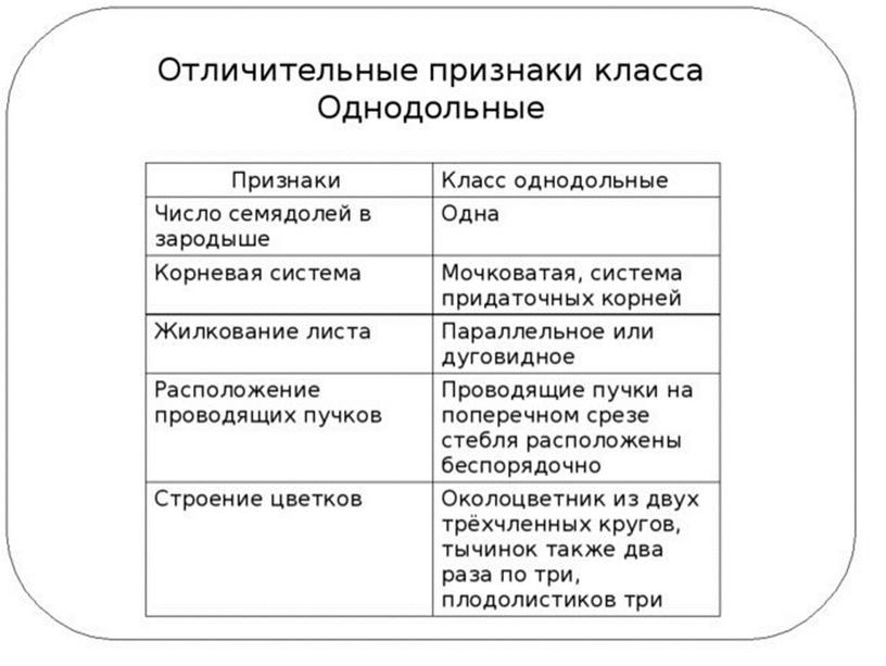 Сравнительная анатомия однолетних растении