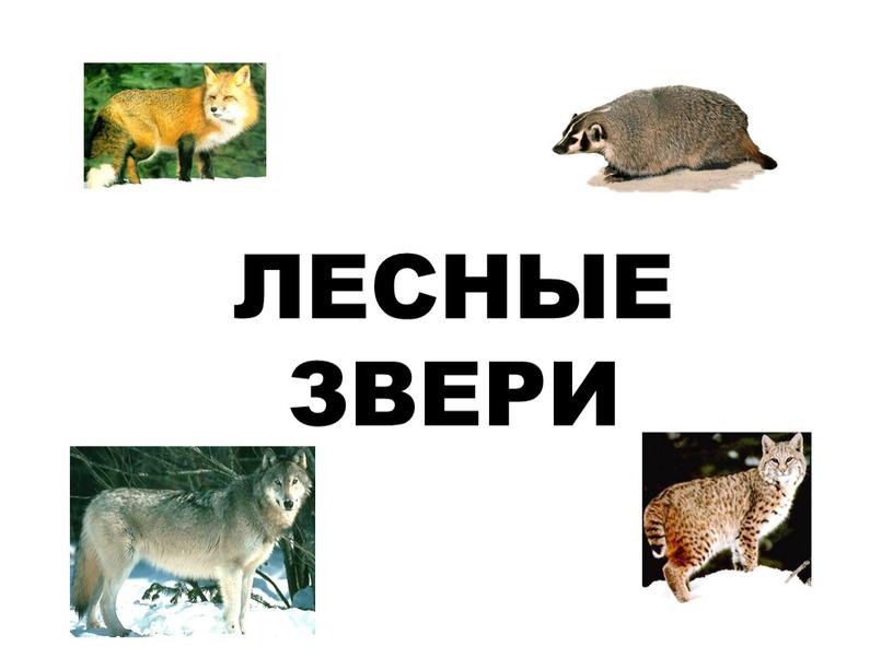 ЛЕСНЫЕ ЗВЕРИ