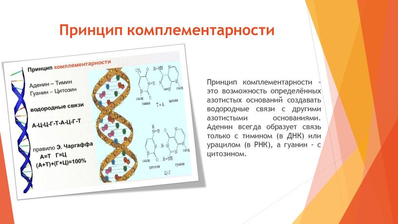 Принцип комплементарности Принцип комплементарности – это возможность определённых азотистых оснований создавать водородные связи с другими азотистыми основаниями