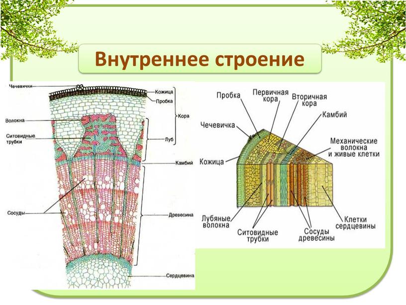 Внутреннее строение